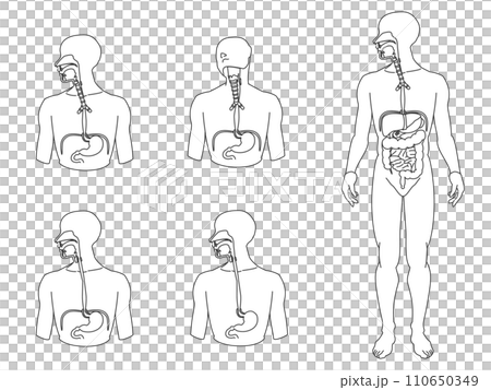 食道を中心とした人体解剖図のモノクロ線画タイプのセット 食道を中心とした人体解剖図のモノクロ線画タイプのセット 110650349