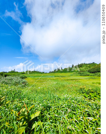 夏の火打山登山（高谷池） 110650409