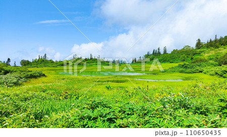 夏の火打山登山(高谷池) 夏の火打山登山(高谷池) 110650435
