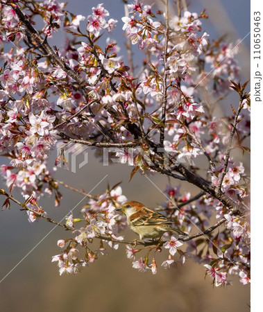 russet sparrow or Passer rutilans or cinnamon tree sparrow perched on pink flower of Prunus cerasoides wild Himalayan cherry and sour cherry tree at foothills of himalaya uttarakhand india asia 110650463