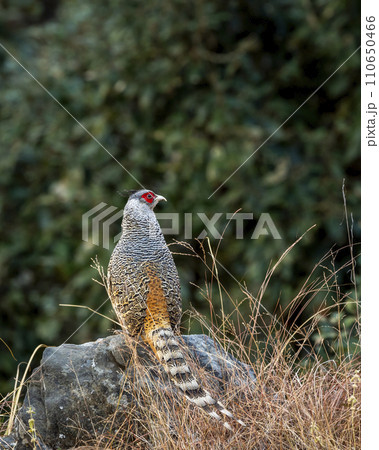 cheer pheasant or Catreus wallichii or Wallichs pheasant portrait during winter migration perched on big rock in natural scenic green background in foothills of himalaya forest uttarakhand india asia 110650466
