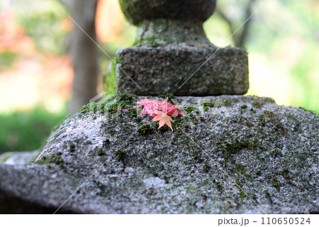 紅葉シーズン箕面瀧安寺境内の石燈籠とモミジの落葉 110650524