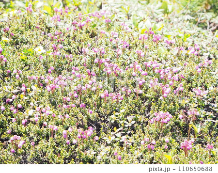 旭岳に咲く満開のエゾノツガザクラ 110650688