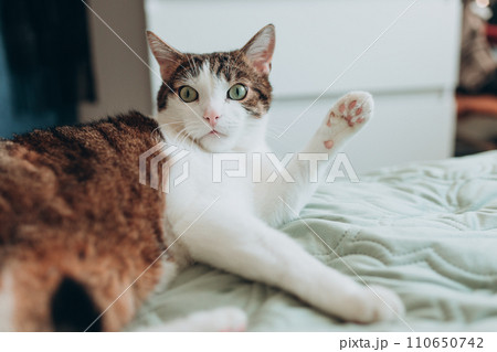White with gray cat lies in bed at home, house comfort concept, indoor. Cope space. Adopt pets banner 110650742