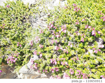 旭岳に咲く満開のエゾノツガザクラ 110650911