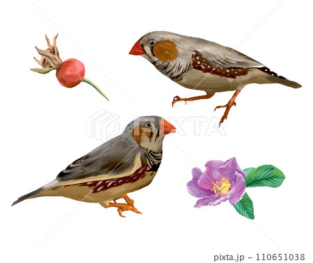 Birds and flowers. Graphic illustration isolated on white background. Cards, invitations, spring banners, packaging, labels, flyers, covers. Bird Day. Birds and flowers. Graphic illustration isolated on white background. Cards, invitations, spring banners, packaging, labels, flyers, covers. Bird Day. 110651038
