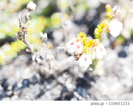 旭岳に咲くジムカデの花 旭岳に咲くジムカデの花 110651215