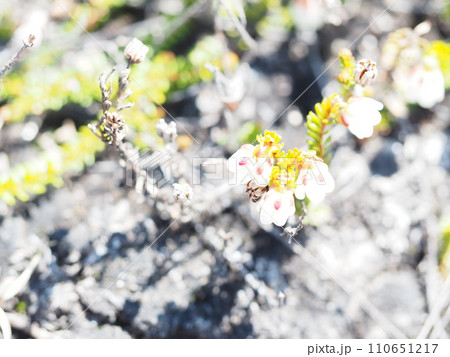 旭岳に咲くジムカデの花 110651217