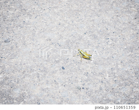 道に飛び出てきたバッタ 道に飛び出てきたバッタ 110651359