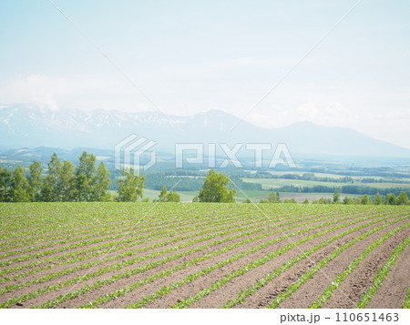 美瑛の美しい初夏の田園風景 110651463