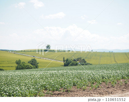 美瑛の美しい初夏の田園風景 110651552