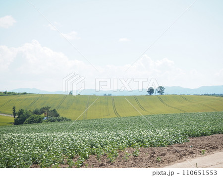 美瑛にある観光地「親子の木」 美瑛にある観光地「親子の木」 110651553