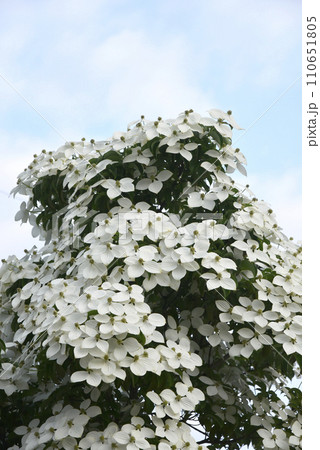 ヤマボウシの樹 110651805