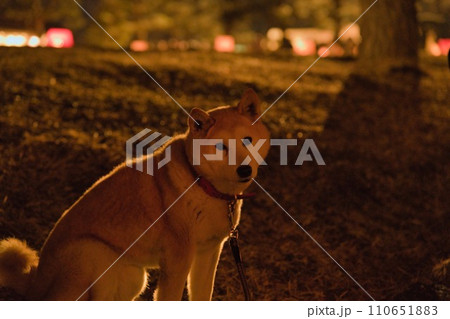 こっちが気になる柴犬 こっちが気になる柴犬 110651883