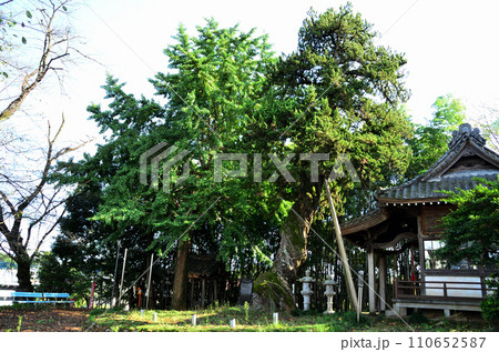 埼玉県坂戸市の巨木　入西のビャクシン 110652587