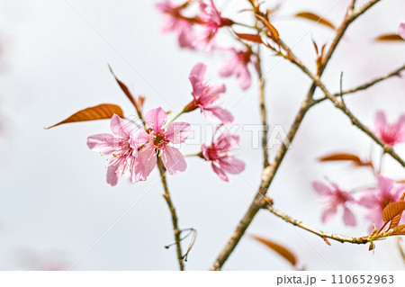 Wild Himalayan Cherry or Prunus Cerasoides Wild Himalayan Cherry or Prunus Cerasoides 110652963