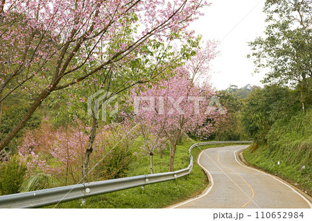Wild Himalayan Cherry or Prunus Cerasoides Wild Himalayan Cherry or Prunus Cerasoides 110652984