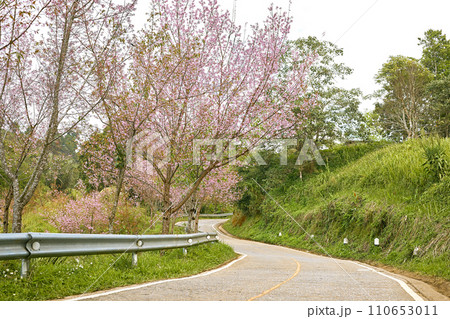 Wild Himalayan Cherry or Prunus Cerasoides Wild Himalayan Cherry or Prunus Cerasoides 110653011