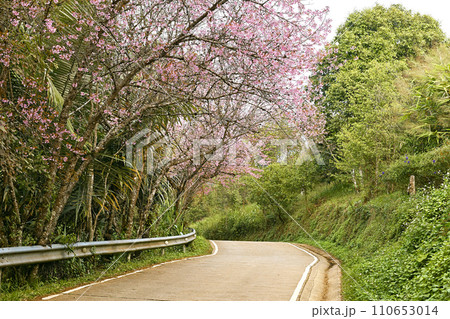 Wild Himalayan Cherry or Prunus Cerasoides 110653014