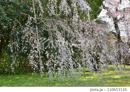 世界文化遺産　京都　醍醐寺の桜 110653130