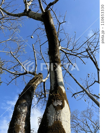 木-トックリキワタ 110653330