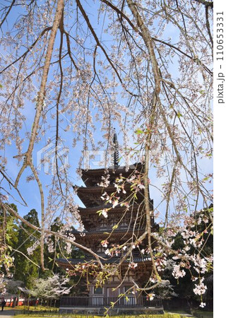 世界文化遺産　京都　醍醐寺の国宝　五重塔 110653331