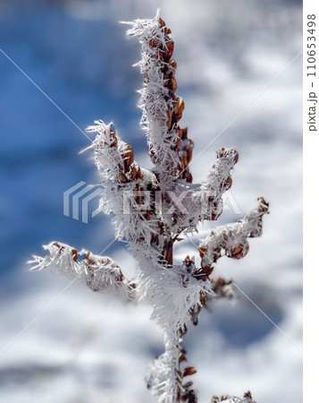 Close-up Frosty Plant with Ice Crystals in Winter Setting 110653498