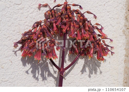 カランコエ 子宝草 クローンコエ 花 カランコエ 子宝草 クローンコエ 花 110654107