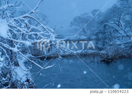 雪降り積もる滋賀県高島市新旭町針江大川の河口を撮影 110654223
