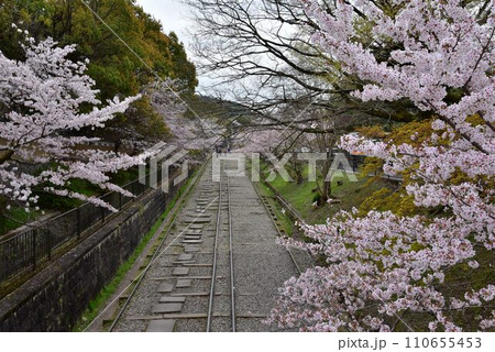 京都　日本遺産　蹴上インクライン　満開の桜並木 110655453