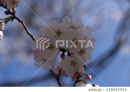 青空と桜 110655854