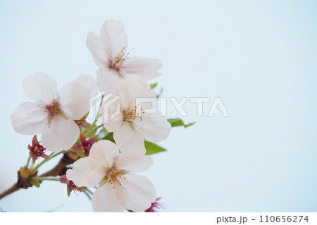 美しく咲いた桜 美しく咲いた桜 110656274