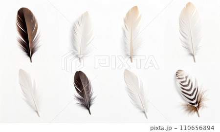 AI-generated content. White and black feathers set isolated on white background. Different birds plumage 110656894