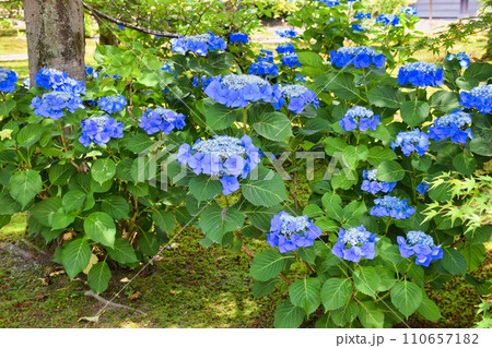 京都　勧修寺のあじさい（京都市山科区） 110657182