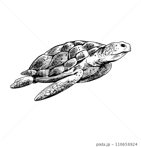 Underwater world clipart with turtle. Graphic illustration hand drawn in black ink. Isolated object EPS vector. 110658924