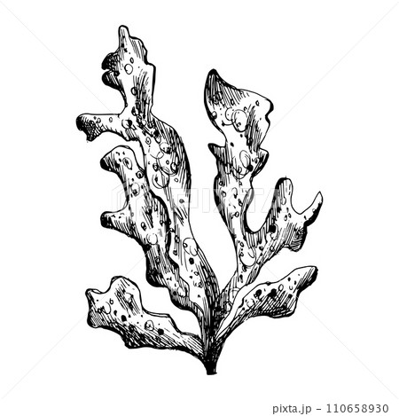 Underwater world clipart with a branch of sea corals. Graphic illustration hand drawn in black ink. Isolated object EPS vector. 110658930