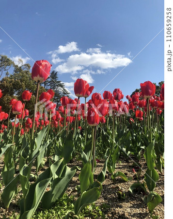 青空に伸びるチューリップ 110659258