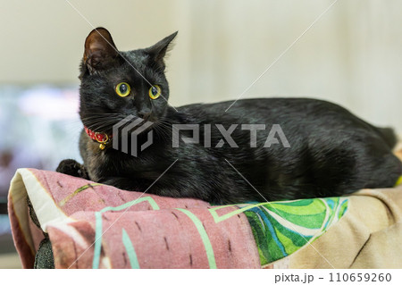 見つめる猫 見つめる猫 110659260