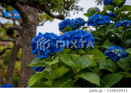 青い紫陽花 110659421