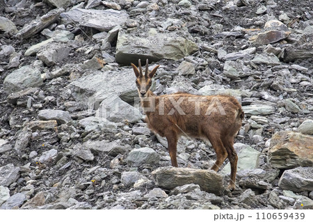 Chamois (Rupicapra rupicapra) in Zinal in Switzerland Chamois (Rupicapra rupicapra) in Zinal in Switzerland 110659439