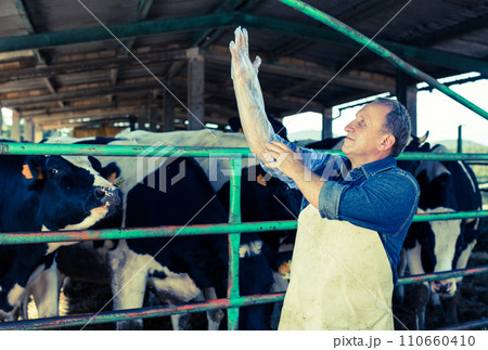 Veterinarian wears long glove to inspect cows 110660410