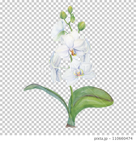 White orchid flower with leaves. Delicate realistic botanical watercolor hand drawn illustration. Clip art for wedding invitations, decor, textiles, gifts, packaging, floristry, flower farming, shops White orchid flower with leaves. Delicate realistic botanical watercolor hand drawn illustration. Clip art for wedding invitations, decor, textiles, gifts, packaging, floristry, flower farming, shops 110660474