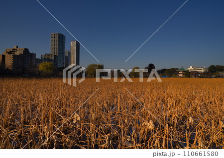 不忍池 冬の情景 不忍池 冬の情景 110661580