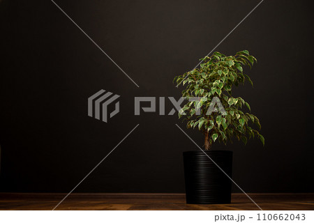 Trending indoor plants - potted ficus benjamina against white wall in the modern interior under the sunlight with shadows on the wall background. House plants care concept Trending indoor plants - potted ficus benjamina against white wall in the modern interior under the sunlight with shadows on the wall background. House plants care concept 110662043