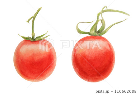 Fresh ripe cherry tomatoes on branch. Hand drawn watercolor illustration of red organic vegetable, close-up, vegetarian food, natural ingredient, package design element. Realistic botanical painting Fresh ripe cherry tomatoes on branch. Hand drawn watercolor illustration of red organic vegetable, close-up, vegetarian food, natural ingredient, package design element. Realistic botanical painting 110662088