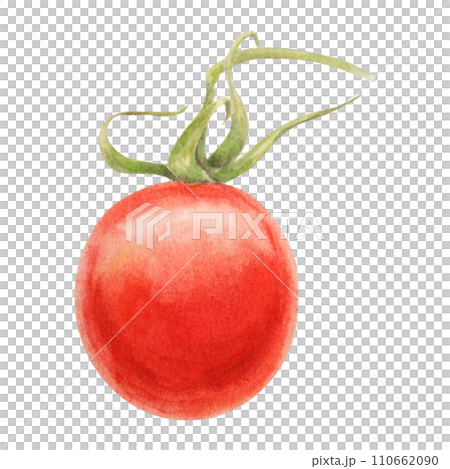 Fresh ripe cherry tomatoes on branch. Hand drawn watercolor illustration of red organic vegetable, close-up, vegetarian food, natural ingredient, package design element. Realistic botanical painting 110662090