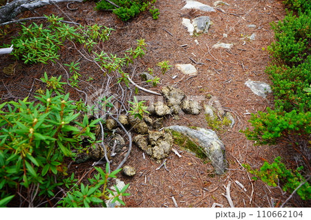 石狩岳登山道のヒグマの糞 110662104