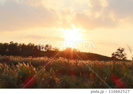 ススキ輝く野原の夕日 ススキ輝く野原の夕日 110662527