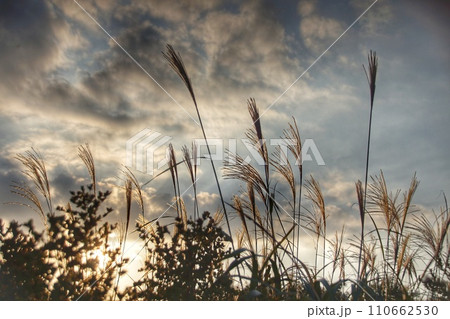 のびやかに空に向かうススキの穂の光と陰 110662530