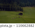Pastoral Harmony: Cows Grazing in a Lush Meadow with a Traditional Barn 110662882